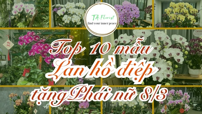 top 10 mẫu lan hồ điệp 8/3