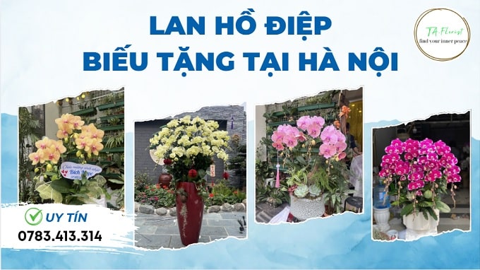 lan hồ điệp biếu tặng tại Hà Nội
