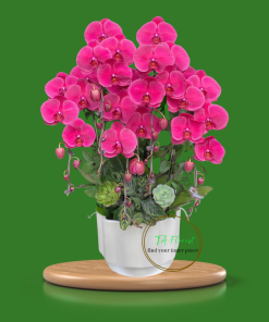 chậu lan hồ điệp màu đỏ