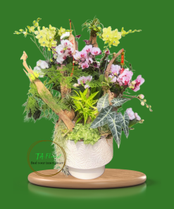 bình lan hồ điệp để bàn