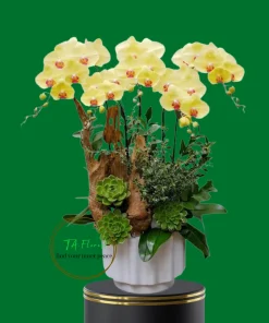 chậu lan hồ điệp vàng 5 cành tiểu cảnh