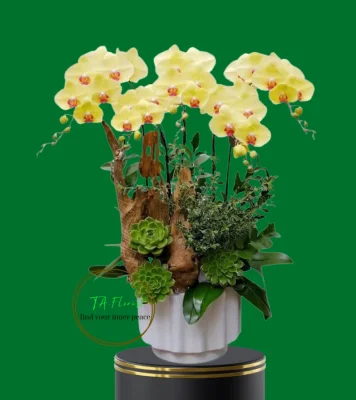 chậu lan hồ điệp vàng 5 cành tiểu cảnh