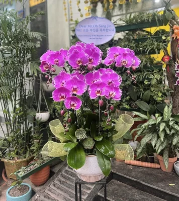 bình lan hồ điệp 5 cành tím bản đồ Hà Đông