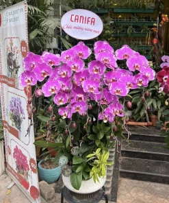 chậu lan hồ điệp hồng bản đồ hoành tráng tại Hà Đông