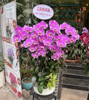 chậu lan hồ điệp hồng bản đồ hoành tráng tại Hà Đông