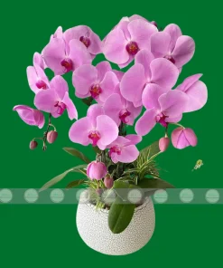 chậu lan hồ điệp hồng phấn tại Hà Nội