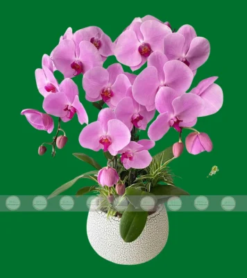 chậu lan hồ điệp hồng phấn tại Hà Nội