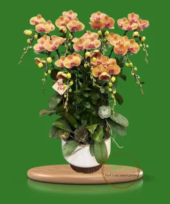 chậu lan hồ điệp màu cam cá hồi