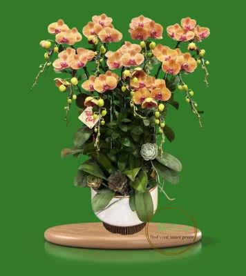 chậu lan hồ điệp màu cam cá hồi