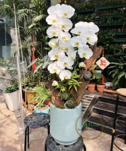 chậu lan hồ điệp trắng V3 gỗ lũa tại Hà Đông