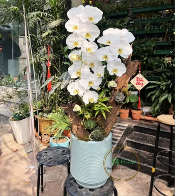 chậu lan hồ điệp trắng V3 gỗ lũa tại Hà Đông