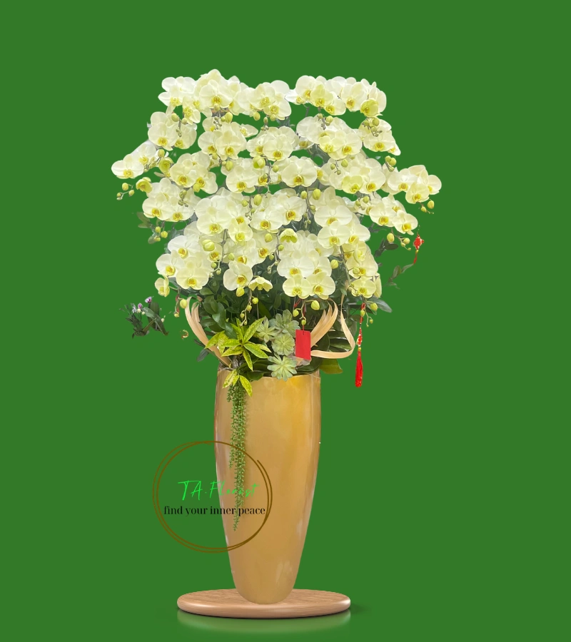 Bình lan hồ điệp xanh táo cao cấp tại Hà Nội Bình lan hồ điệp xanh táo cao cấp tại Hà Nội