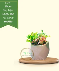 quà tặng door gift cây xanh