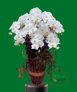 chậu lan hồ điệp trắng V3 10 cành cao lớn