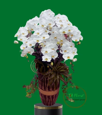 chậu lan hồ điệp trắng V3 10 cành cao lớn