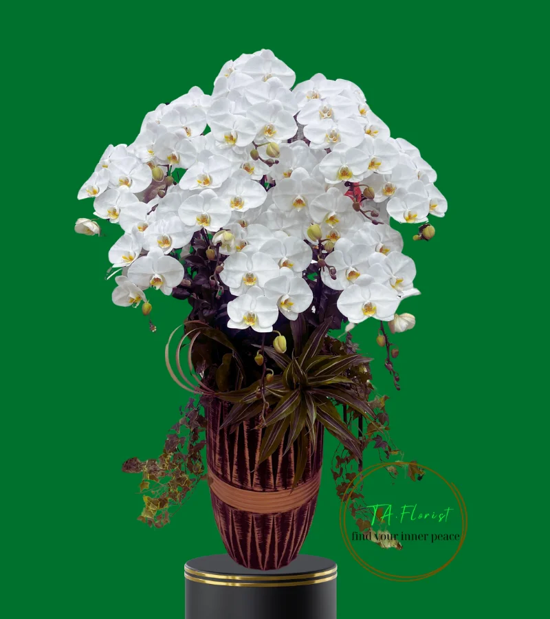 chậu lan hồ điệp trắng V3 10 cành cao lớn chậu lan hồ điệp trắng V3 10 cành cao lớn