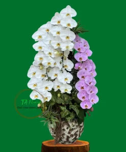 chậu lan hồ điệp nữ hoàng mix màu