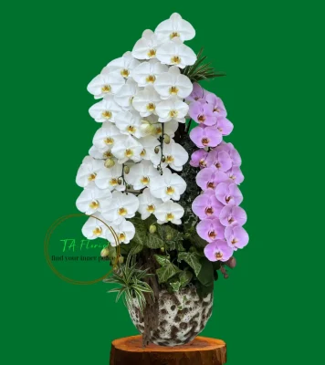 chậu lan hồ điệp nữ hoàng mix màu