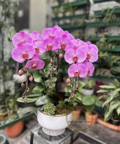 bình lan hồ điệp màu hồng đốm Hà Nội