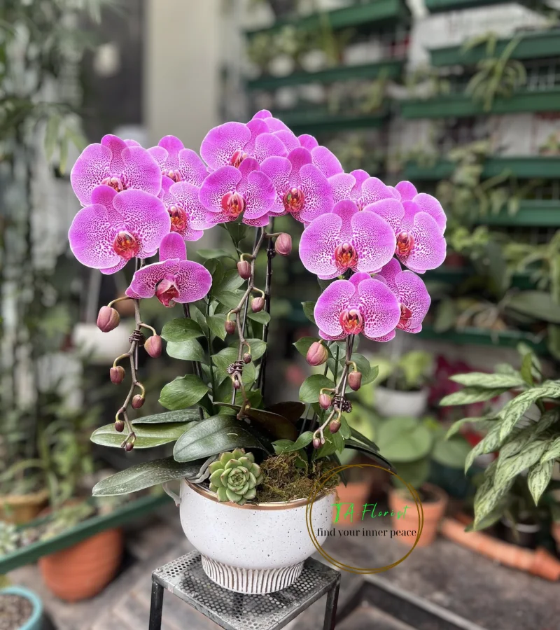 bình lan hồ điệp màu hồng đốm Hà Nội bình lan hồ điệp màu hồng đốm Hà Nội