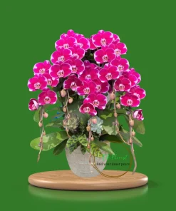 chậu lan hồ điệp màu tím mỹ nhân đẹp tại Hà Nội siêu bền