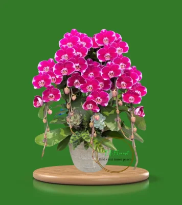 chậu lan hồ điệp màu tím mỹ nhân đẹp tại Hà Nội siêu bền