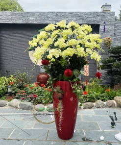 chậu lan hồ điệp xanh thần thoại