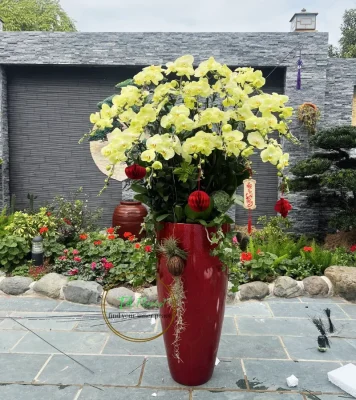 chậu lan hồ điệp xanh thần thoại