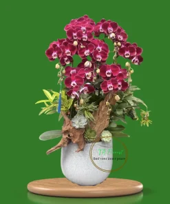 chậu lan hồ điệp đỏ nhung gỗ lũa