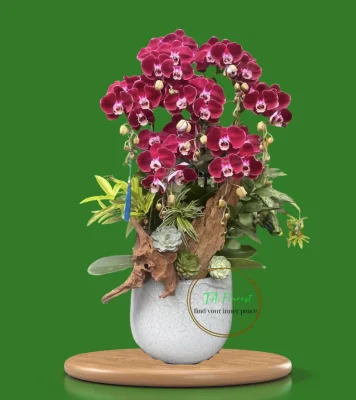 chậu lan hồ điệp đỏ nhung gỗ lũa