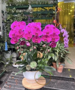 chậu lan hồ điệp 3 cành đỏ ớt Hà Nội