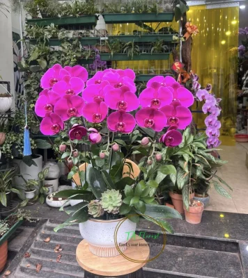 chậu lan hồ điệp 3 cành đỏ ớt Hà Nội