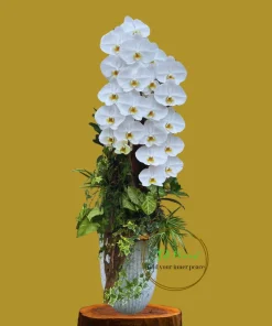 chậu lan hồ điệp nữ hoàng mix màu cành