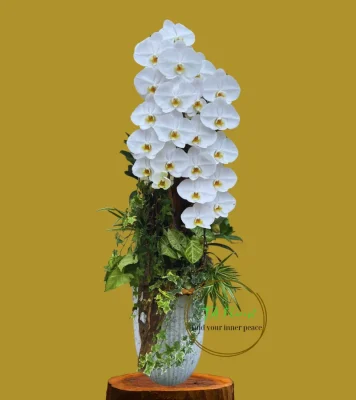 chậu lan hồ điệp nữ hoàng mix màu cành