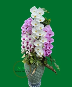 lan hồ điệp nữ hoàng mix màu