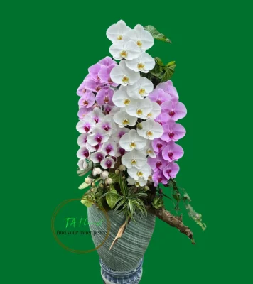 lan hồ điệp nữ hoàng mix màu