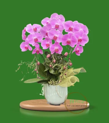 chậu lan hồ điệp 3 cành hồng 243 Hà Nội