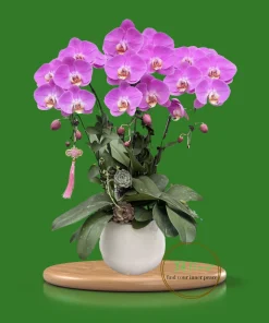 chậu lan hồ điệp 3 cành hồng bản đồ Hà Nội