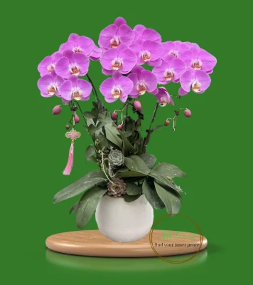 chậu lan hồ điệp 3 cành hồng bản đồ Hà Nội