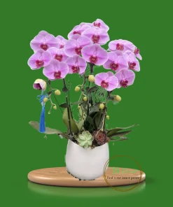 chậu lan hồ điệp 3 cành hồng Đà Lạt Hà Nội