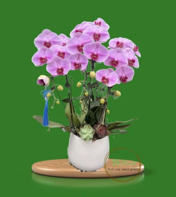 chậu lan hồ điệp 3 cành hồng Đà Lạt Hà Nội