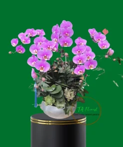 chậu hồng ana 5 bầu lan hồ điệp