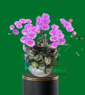 chậu hồng ana 5 bầu lan hồ điệp