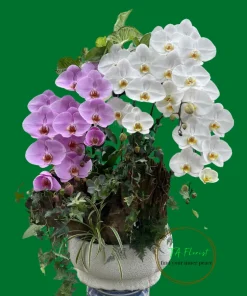 Chậu Lan Hồ Điệp Lũa Đẹp TAF018