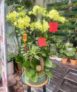 tiểu hồ điệp xanh táo