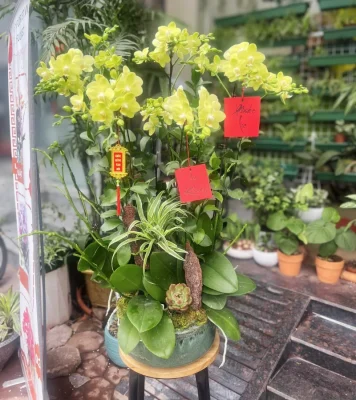 tiểu hồ điệp xanh táo