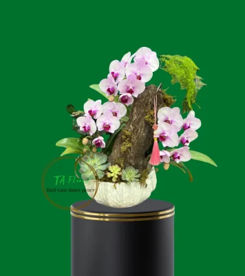 tiểu cảnh lan hồ điệp để bàn nhỏ gọn