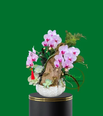 tiểu cảnh lan hồ điệp để bàn nhỏ gọn