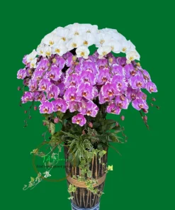 chậu lan hồ điệp mix màu trắng bản đồ