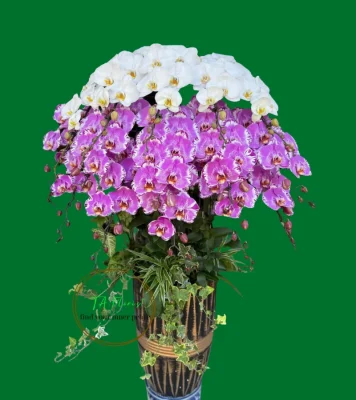 chậu lan hồ điệp mix màu trắng bản đồ